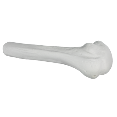 Adult Humeral Head Training Bone without Skin Patch